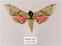 榆綠天蛾藏品圖，第1張