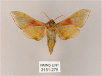 榆綠天蛾藏品圖，第2張