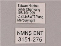 榆綠天蛾藏品圖，第3張