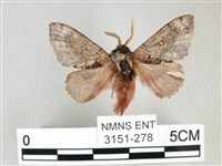 銀肩枯葉蛾藏品圖，第1張