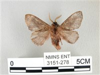 銀肩枯葉蛾藏品圖，第2張