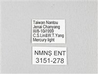 銀肩枯葉蛾藏品圖，第3張