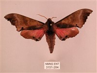 桃紅六點天蛾藏品圖，第1張