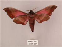 桃紅六點天蛾藏品圖，第2張