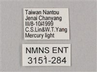 桃紅六點天蛾藏品圖，第3張