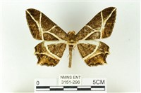 樹形尺蛾藏品圖，第1張