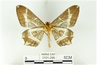 樹形尺蛾藏品圖，第2張