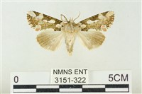 連珠波紋蛾藏品圖，第1張