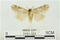 連珠波紋蛾藏品圖，第2張