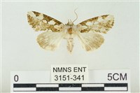 連珠波紋蛾藏品圖，第1張