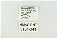 連珠波紋蛾藏品圖，第3張