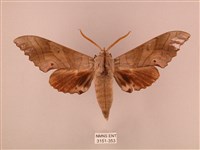 栗六點天蛾藏品圖，第1張