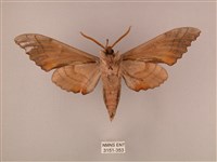 栗六點天蛾藏品圖，第2張