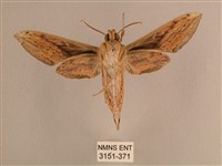 背線天蛾藏品圖，第2張