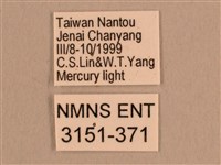 背線天蛾藏品圖，第3張