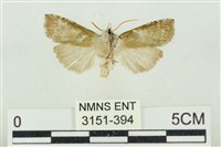 帶波紋蛾藏品圖，第2張