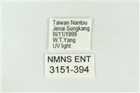 帶波紋蛾藏品圖，第3張