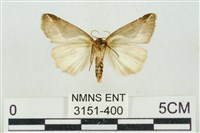 素木氏美波紋蛾藏品圖，第2張