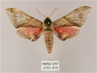 榆綠天蛾藏品圖，第1張