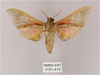 榆綠天蛾藏品圖，第2張