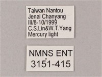 榆綠天蛾藏品圖，第3張