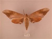 栗六點天蛾藏品圖，第1張