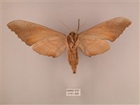 栗六點天蛾藏品圖，第2張