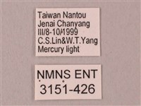 栗六點天蛾藏品圖，第3張