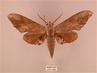 栗六點天蛾藏品圖，第1張