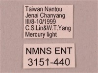 栗六點天蛾藏品圖，第3張