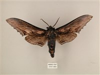 臺灣鋸翅天蛾藏品圖，第1張