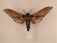 臺灣鋸翅天蛾藏品圖，第2張