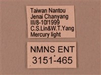 臺灣鋸翅天蛾藏品圖，第3張