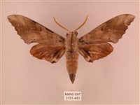 栗六點天蛾藏品圖，第1張