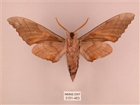 栗六點天蛾藏品圖，第2張