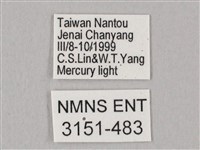 栗六點天蛾藏品圖，第3張