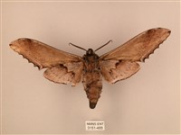 臺灣鋸翅天蛾藏品圖，第2張