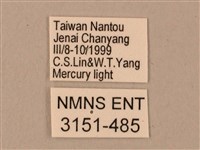 臺灣鋸翅天蛾藏品圖，第3張