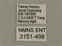 臺灣鋸翅天蛾藏品圖，第3張