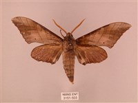 栗六點天蛾藏品圖，第1張