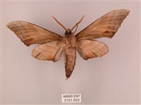 栗六點天蛾藏品圖，第2張