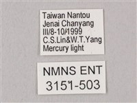 栗六點天蛾藏品圖，第3張