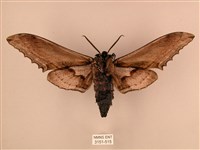 臺灣鋸翅天蛾藏品圖，第2張