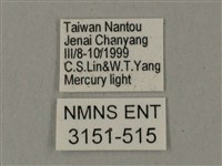 臺灣鋸翅天蛾藏品圖，第3張