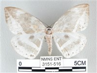 圓翅大鉤蛾藏品圖，第1張