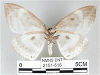 圓翅大鉤蛾藏品圖，第2張