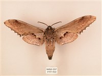 臺灣鋸翅天蛾藏品圖，第2張