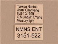 臺灣鋸翅天蛾藏品圖，第3張