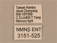 臺灣鋸翅天蛾藏品圖，第3張