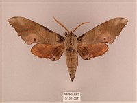 栗六點天蛾藏品圖，第1張